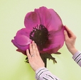Купить Стикер 17012 Anemone в Rafi Decor
