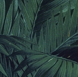 Cumpăra Fototapet X4-1027 Jungle Night la Rafi Decor