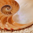 Cumpăra Fototapet Nautilus NG 1-601 la Rafi Decor