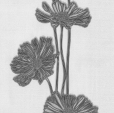 Cumpăra Tapete Lacantara 3 13228-50 la Rafi Decor
