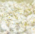 Купить Фотообои 8-994 Daisies в Rafi Decor