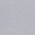 Купить Обои Camea 77917 в Rafi Decor