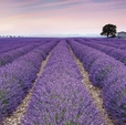 Купить Фотообои X8-036 Provence в Rafi Decor