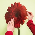 Купить Стикер 17011 Gerbera в Rafi Decor