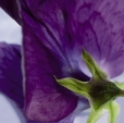Cumpăra Fototapet 4-711 Viola la Rafi Decor