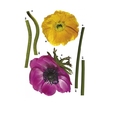 Купить Стикер 17012 Anemone в Rafi Decor