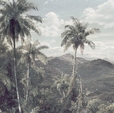 Купить Фотообои R2-006 The Exotic Land в Rafi Decor