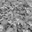 Cumpăra Fototapet 8-914 Forest Floor la Rafi Decor