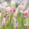 Купить Фотообои 8-708 в Rafi Decor