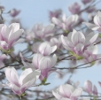 Купить Фотообои 8-738 Magnolia в Rafi Decor