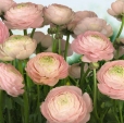 Купить Фотообои 8-894 Gentile Rose в Rafi Decor