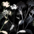Купить Фотообои 8-898 в Rafi Decor