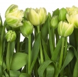 Купить Фотообои 8-900 Tulips в Rafi Decor