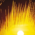 Купить Фотообои 2-1255 Palmy Beach Sunrise в Rafi Decor