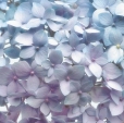 Купить Фотообои 8-961 Light Blue в Rafi Decor