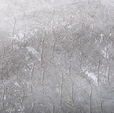 Купить Обои Cava 281096 в Rafi Decor
