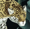 Cumpăra Fototapet X4-1027 Jungle Night la Rafi Decor