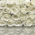 Купить Фотообои 8-314 A la Rose в Rafi Decor