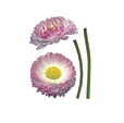 Cumpăra Stiker 17023 Freestyle la Rafi Decor