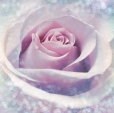 Купить Фотообои XXL2-020 Delicate Rose в Rafi Decor