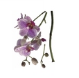 Купить Стикер 17702 Orchidee в Rafi Decor