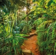 Купить Фотообои 8-989 Jungle Trail в Rafi Decor